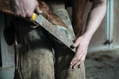 一个男人牵着一匹马的蹄反对他的膝盖和削减它的文件
